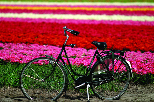 Bulb field, Holland DMC
