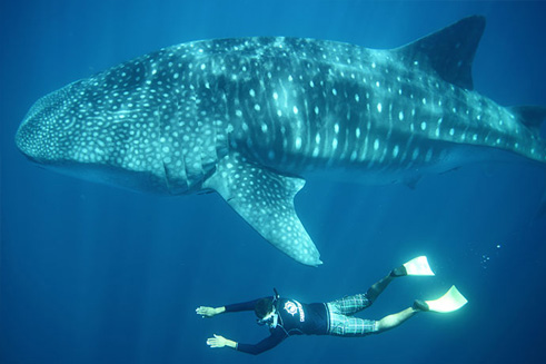 Whale shark, Los Cabos, dmc