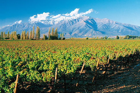 Vineyards in Chile - DMC Destination