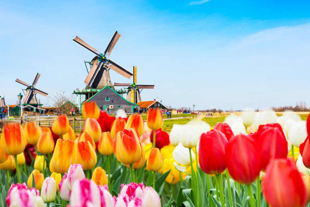 Holland background panorama with tulips and green windmill in traditional village